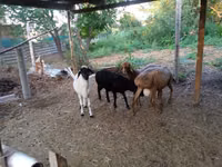 Schaf, Hissar sheep — Foto 3
