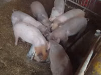 Boar, Pigs — photo 1