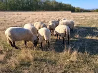 Қошқар, Shroshire sheep — 3-сурет