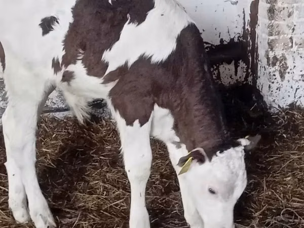 Bovinos (lote, sexo no especificado), Russian Black pied cattle