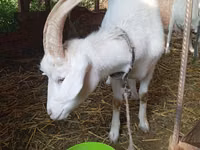 Ziege, Saanen goat — Foto 3