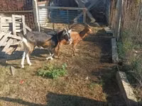 母山羊, Goats — 照片 8