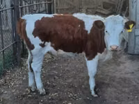 Kuh, Simmental cattle — Foto 2