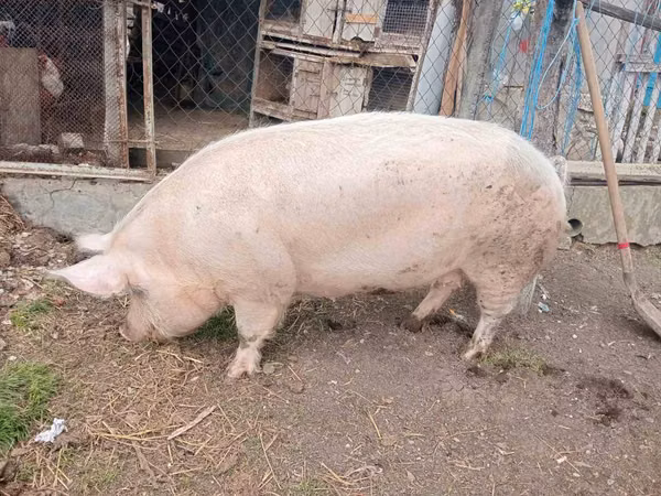 Säue, 