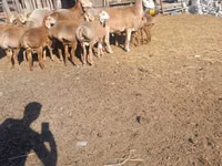 Қошқар, Arashan sheep — 5-сурет