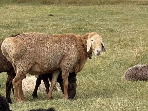 Кочкор, Арашан