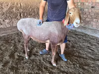 Schaf, Arashan sheep — Foto 7