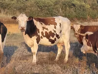 गाय, Simmental cattle — फ़ोटो 1