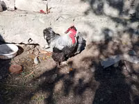 Chickens — foto 8
