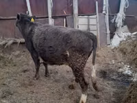 गाय, Swiss cattle — फ़ोटो 4