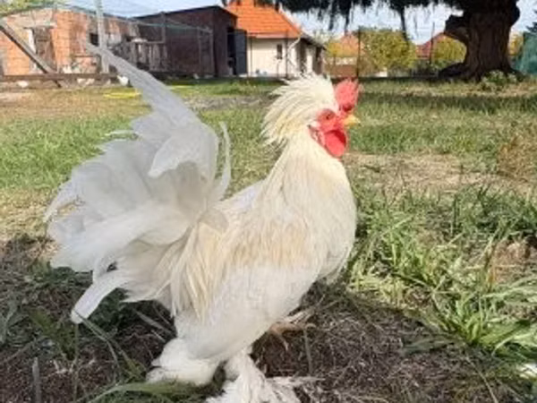 Chickens