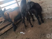 母山羊, Goats — 照片 4