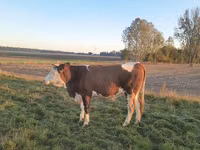 Kuh, Simmental cattle — Foto 3