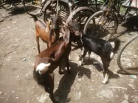 Cabra, Black Bengal goats — foto 2