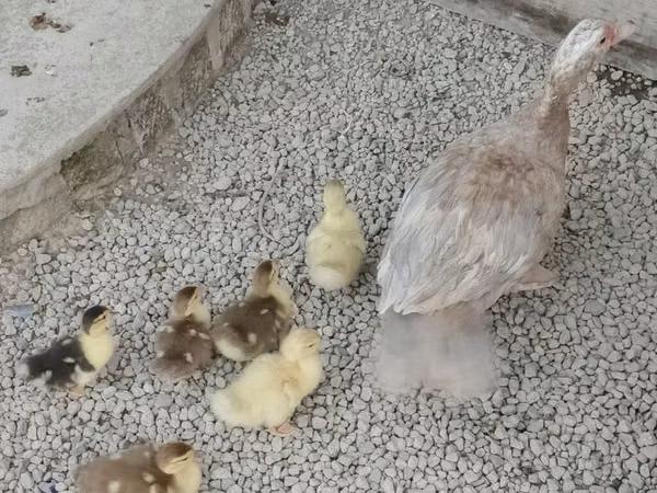 डोमेस्टिक मस्कोवी