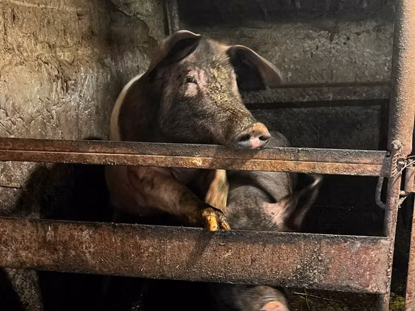 Säue, Schweine