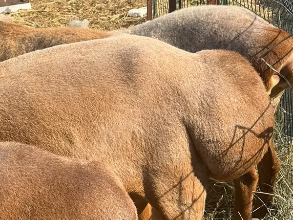 Schaf, Edilbay sheep — Kirgisistan