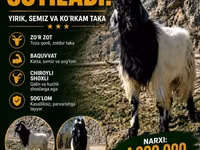 Cabro, Cabras — foto 1