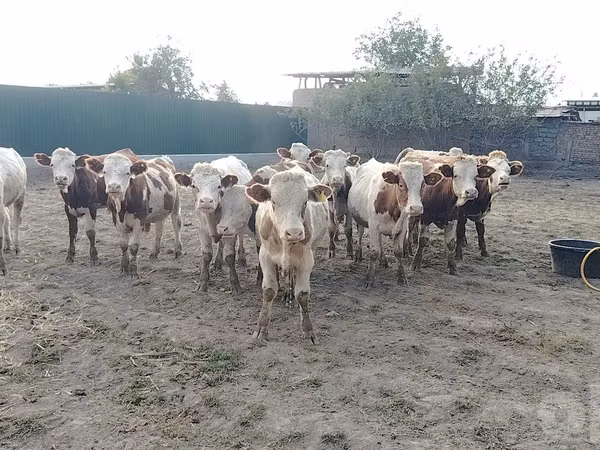 Bulle, Simmental cattle