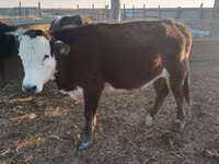Kuh, Latvian Blue cattle — Foto 5