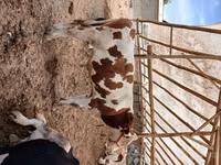 Bull, Simmental cattle — photo 2