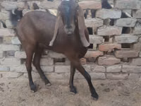 عنزة, Najdi goat — الصورة 2