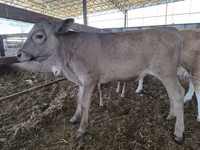 Bull, Swiss cattle — photo 3