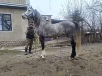 公马, Horses — 照片 1