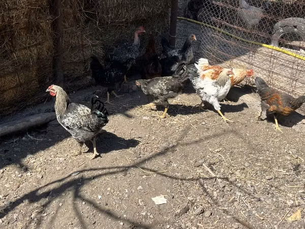 Джерсийский гигант