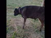 公牛, Cattle — 照片 2
