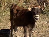 Vaca, Russian Black pied cattle — foto 4