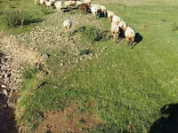 Schaf, Schafe — Foto 5