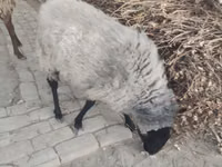 نعجة, Romanov sheep — الصورة 3