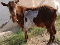 Ziegenbock, Alpine goat — Foto 1