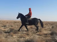 Ат, Аттар — сүрөт 2