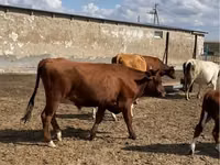 公牛, Kazakh White-headed cow — 照片 4