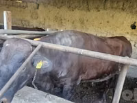 Bulle, Red Estonian cattle — Foto 4