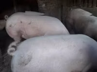 Cerdos (lote, sexo no especificado) — foto 3