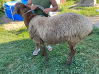 Schaf, Hissar sheep — Foto 2