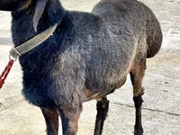 Widder, Arashan sheep — Foto 4