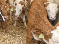 Rinder (Partie, Geschlecht nicht angegeben), Simmental cattle — Foto 4