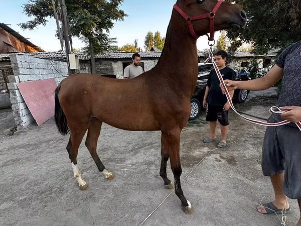 Hengst, Akhal-Teke
