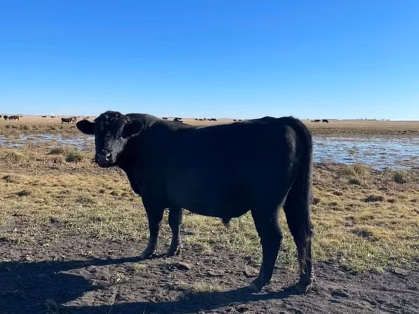 Bulle, Aberdeen-Angus