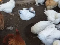 Chickens — الصورة 4