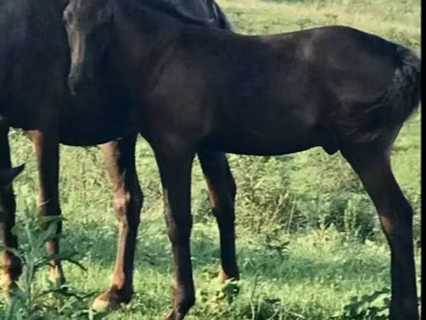 Hengst, Rocky Mountain Horse