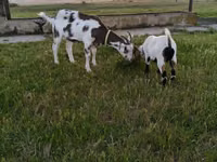 बकरा, Saanen goat — फ़ोटो 1