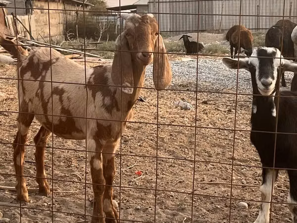 تيس, Beetal goats — كازاخستان