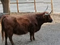 Kuh, Highland — Foto 4