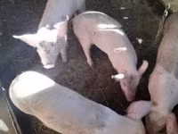 Säue, Schweine — Foto 3