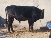 公牛, Cattle — 照片 3
